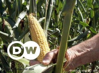 Mexico's corn – DW – 11/17/2010