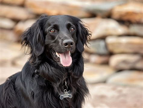 Black Labrador Long Hair: Everything You Need to Know