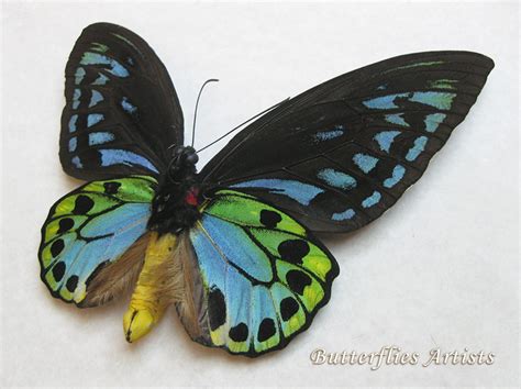 Blue Birdwing Ornithoptera Urvillianus Xl Rare Butterfly Double Glass Display Butterflies And Moths