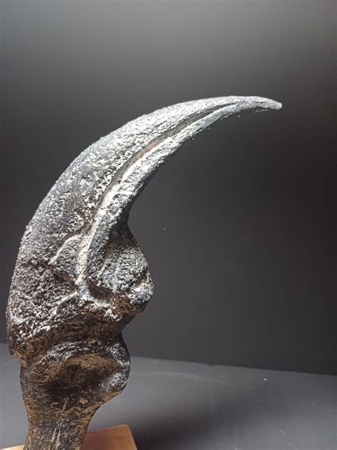 Museum Quality Allosaurus Fragilis Claw Cast With Oak Display Stand I