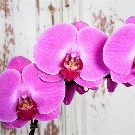 Consigli Utili Per Proteggere La Tua Orchidea Phalaenopsis Durante L