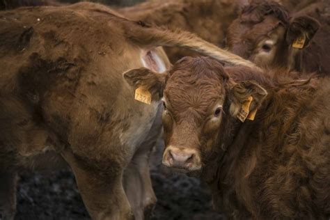 Jelang Idul Adha Ribu Sapi Bima Siap Banjiri Pasar Jabodetabek