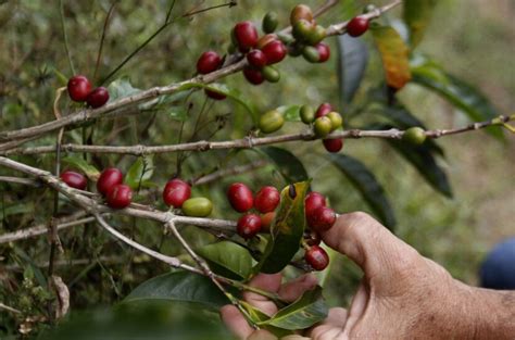 Caf Colombiano Presenta Una Ca Da Del