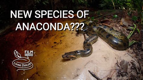 New species of giant Green anaconda (Eunectes akayima)? No, it is not a ...