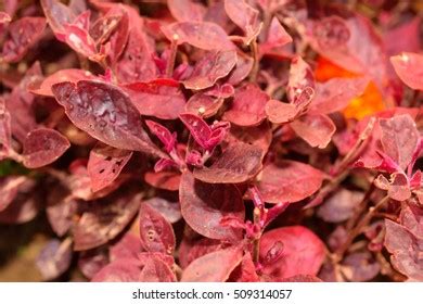 Violet Leaves Dwarf Weeping Loropetalum Purple Stock Photo