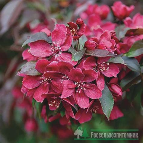 Яблоня Royalty купить в питомнике Россельхозпитомник