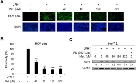 Effects Of Metformin On Hcv Replication In Jfh 1 Infected Huh 751 Download Scientific Diagram