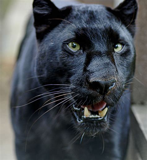 HD Animals: black panther