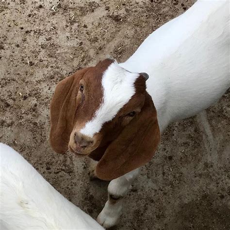 Boer Goats – GILVO TRADE BVBA