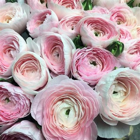 Pink Cloni Ranunculus Cloni Pink Florabundance Wholesale Flowers