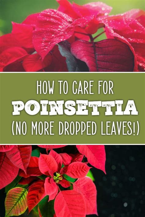 How To Care For Poinsettia Poinsettia Plant Plant Care Houseplant Poinsettia Care