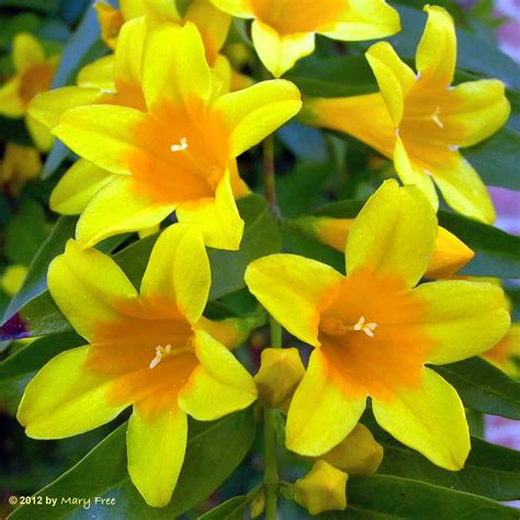 Gelsemium sempervirens (Carolina or Yellow Jessamine) | Master Gardeners of Northern Virginia