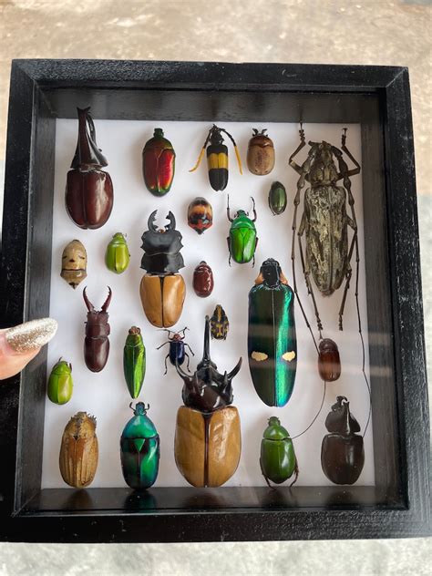 Set Mix Beetle Insect Taxidermy Entomology Wood Box Display Etsy