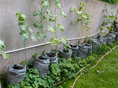 Bag Grown Cucumber Care How To Grow Cucumbers In Bags