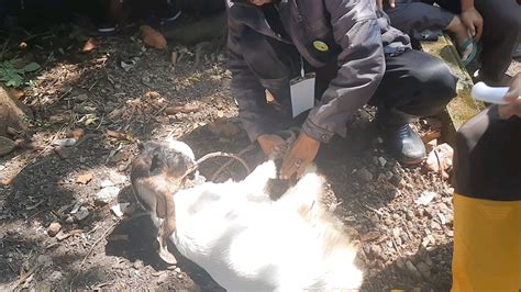 Menjelang Hari Raya Qurban Begini Cara Menyembelih Hewan Dengan Baik