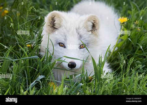 Arctic Fox In Summer Coat High Resolution Stock Photography and Images ...