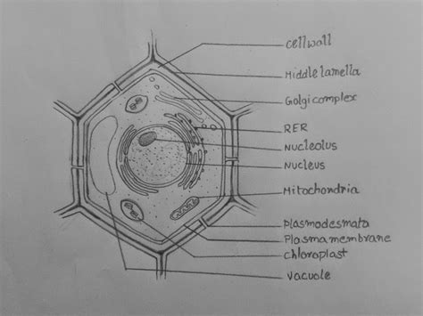 DRAW IT NEAT : How to draw Plant cell