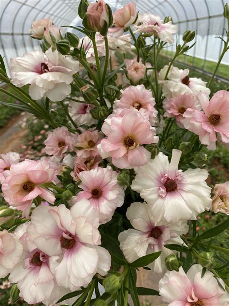 Butterfly Ranunculus Blush — Flourish Flower Farm