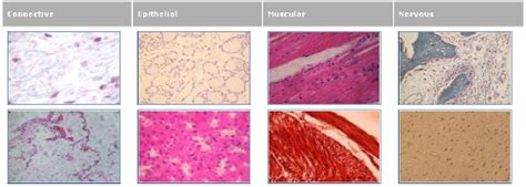 Nervous Tissue Examples