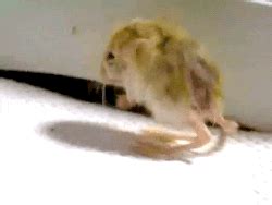 Pygmy Jerboa GIF - Find & Share on GIPHY