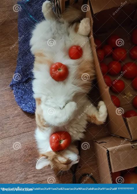 what animal eats tomatoes 9
