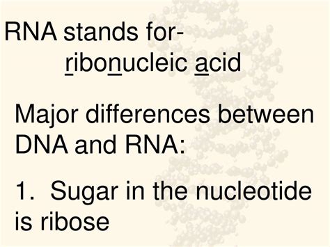 Ppt Dna Replication Transcription And Translation Powerpoint Presentation Id2852114