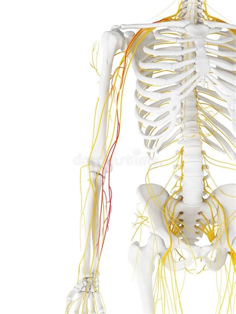 The Medial Antebrachial Cutaneous Nerve Stock Illustration