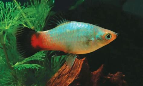 19 Most Popular Types Of Platy Fish Fishkeeping World