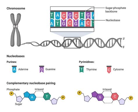 Pyrimidine: Definition, Structure, & Examples I NotesBard