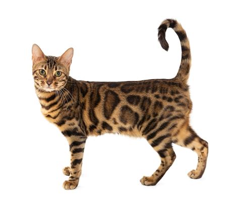 Premium Photo Bengal Cat Isolated On White Background