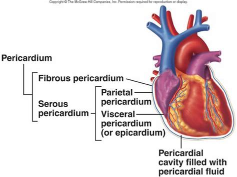 Cynical Anatomy : The Pericardium Fibrous pericardium: protects and...