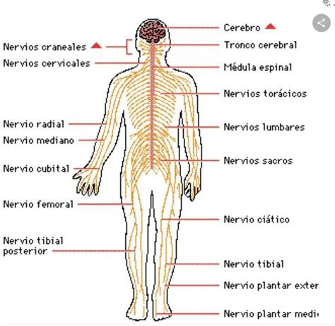 Las Partes Del Sistema Nervioso Rincon Dibujos Porn Sex Picture