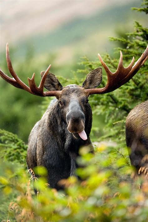 Free picture: up-close, bull, moose