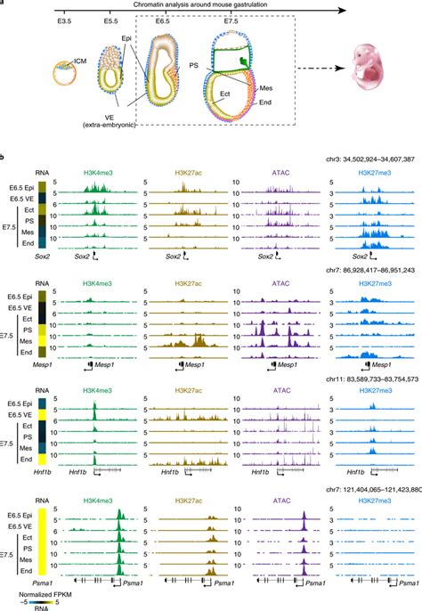 Global View Of Chromatin States During Gastrulation In Mouse Embryos A