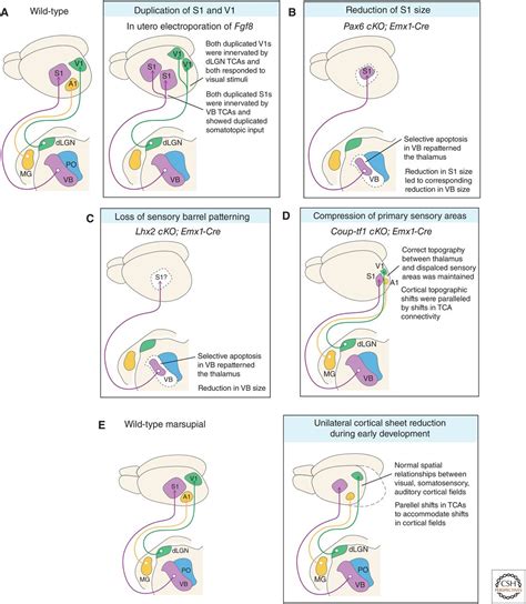 Development and Evolution of Thalamocortical Connectivity 