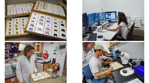 Brain Lab Neuroanatomy Neuroscience Research Brain Neuron Synapse