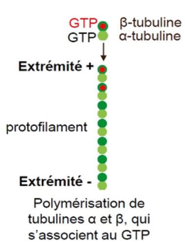 UE 6 Cytosquelette MT Cartes Quizlet