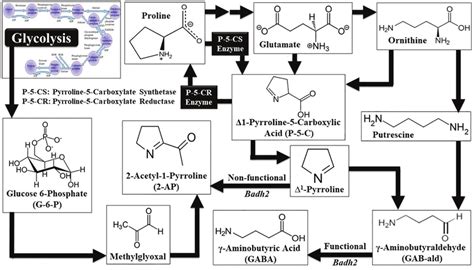 The Biochemical Pathway For Biosynthesis Of Acetyl Pyrroline Ap