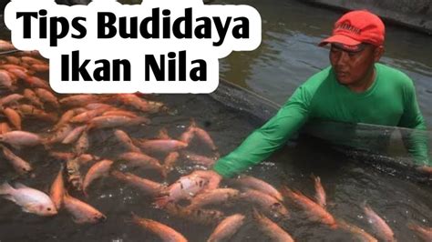 Tips Agar Ikan Nila Cepat Panen Kenali Jenis Pakan Ini