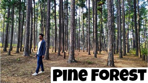 Pine Forest In Daringbadi | Odisha - YouTube