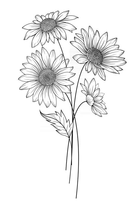 Daisy Flower Outline Daisy Line Art Line Drawing Chamomile Outline