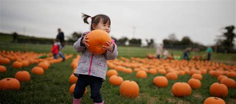 Best Pumpkin Patches In The Bay Area For Families Mommy Nearest