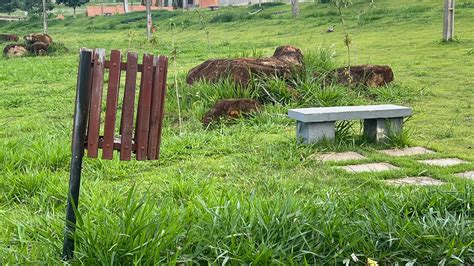 Moradores denunciam descaso em Carlópolis NPDiário