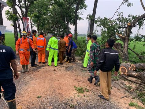 Gerak Cepat Polisi Dan TNI Bantu Tangani Pohon Tumbang Jalan Raya