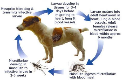 Preventing Heartworm Disease in Dogs | Australian Dog Lover