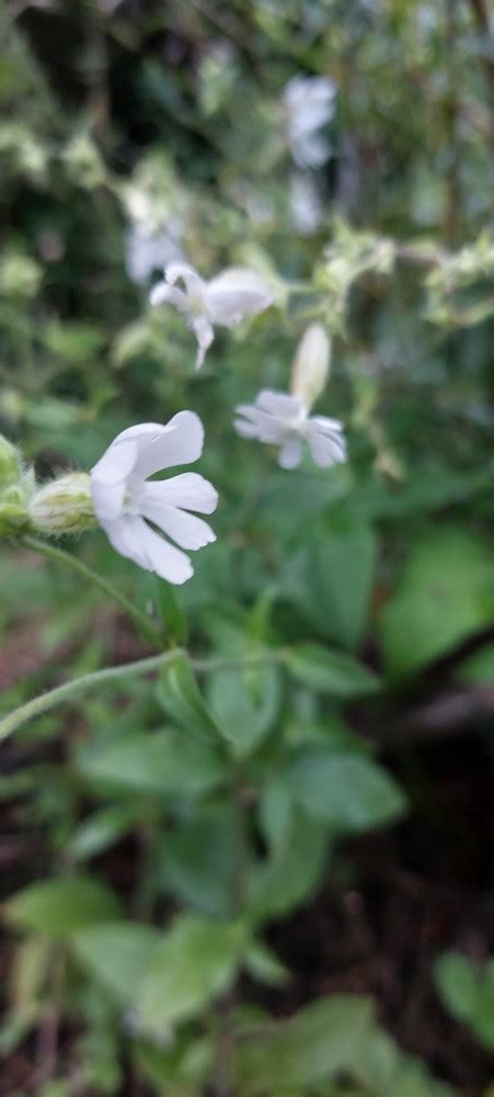 Photo Silene Latifolia Subsp Alba Observation Org