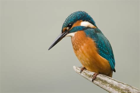 Kingfisher Bird Image - Desi Comments