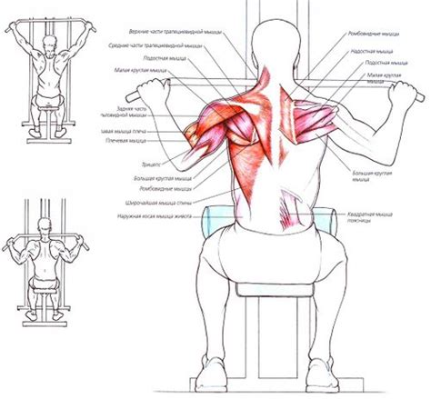 Тяга верхнего блока к груди — SportWiki энциклопедия