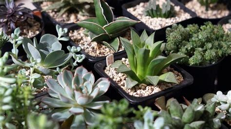 Горшки для СУККУЛЕНТОВ - YouTube