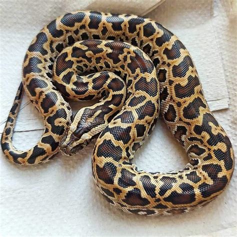 Dwarf Burmese Python Complete Guide